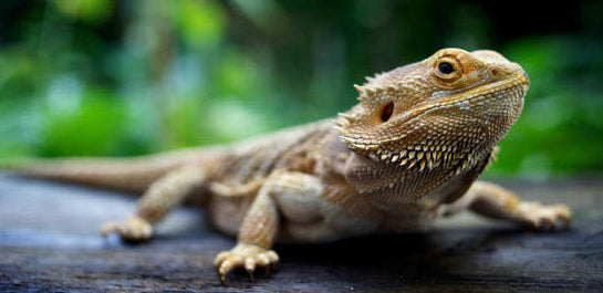 reptile – petshopmalta.com