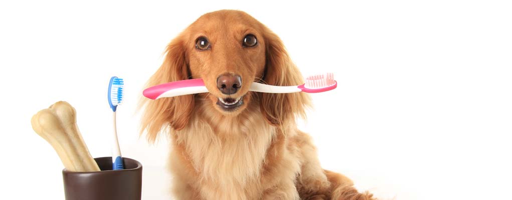 - suppliments dental care dog