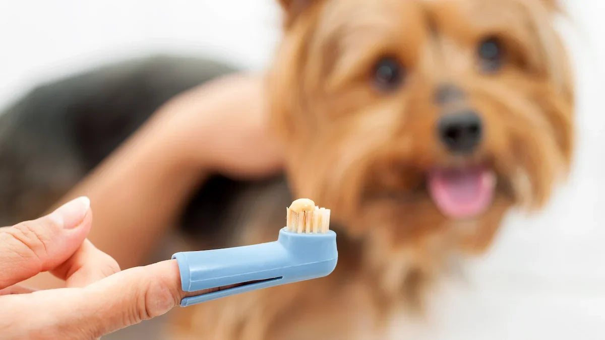 - suppliments dental toothpaste dog