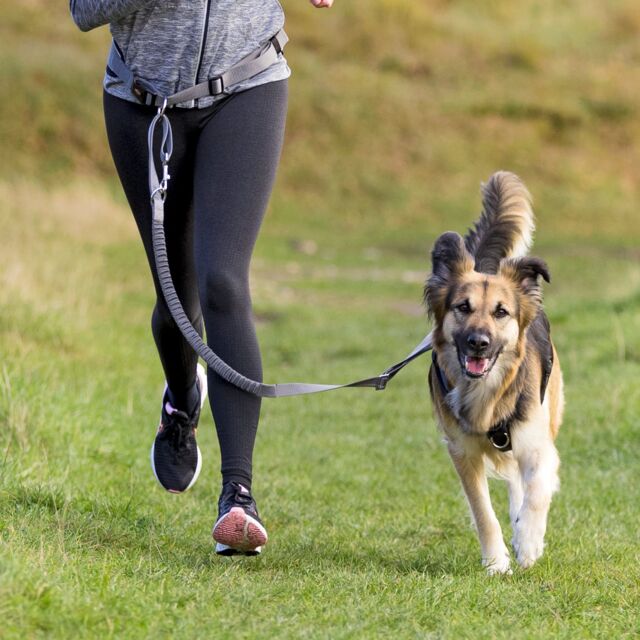 Waist Belt with Lead for Medium-Sized and Large Dogs