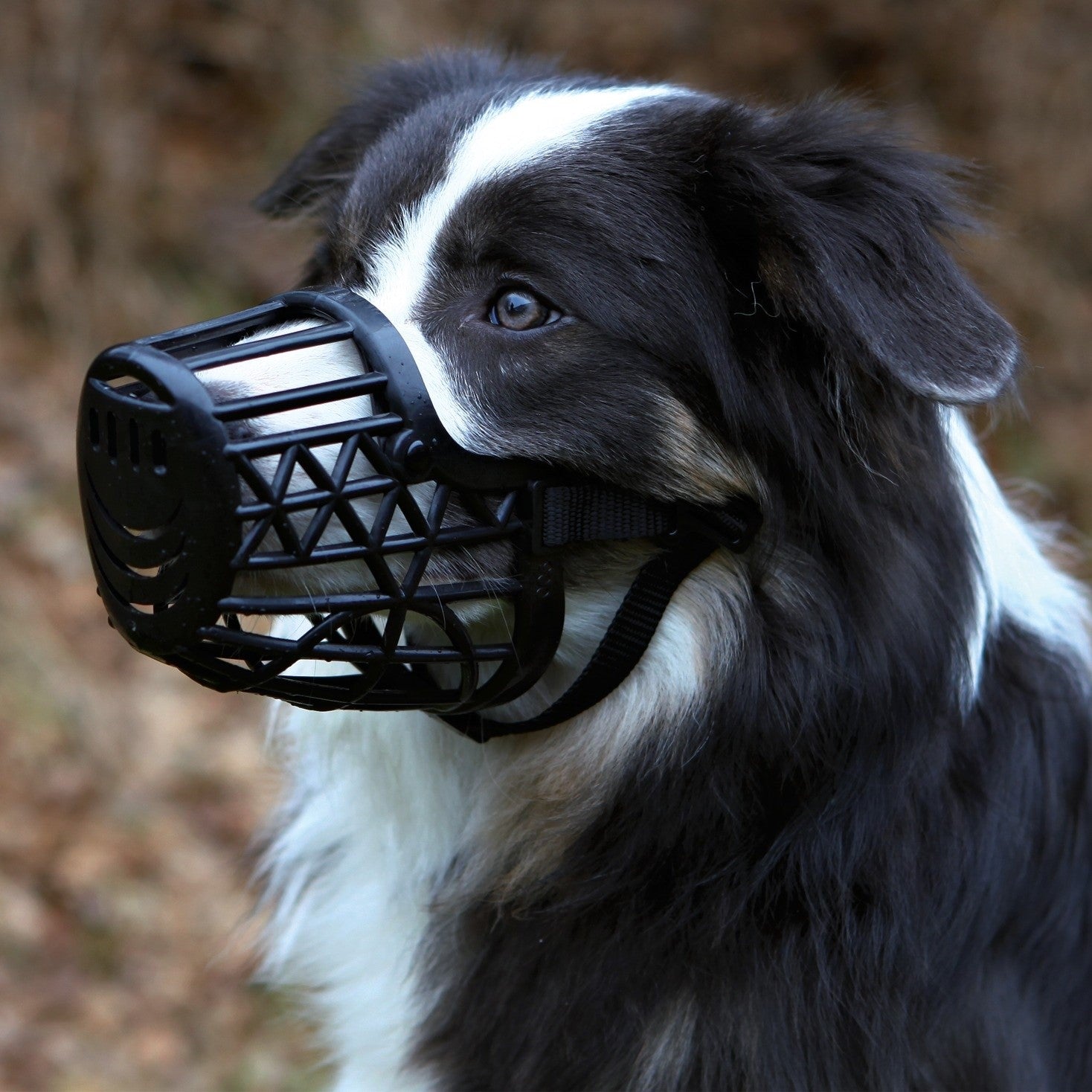 Muzzle Plastic petshopmalta